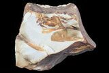 Fossil Pea Crab (Pinnixa) From California - Miocene #74505-1